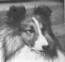 Laird Of Whytelaw