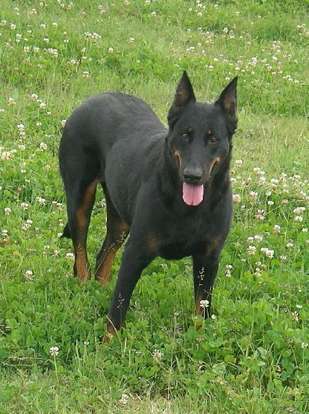 Nikita du Gardien de la Puissance