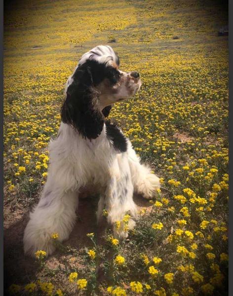 Tell-Tail's Southern Utopia Duchess