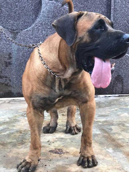 Duke lati Ajartodar
