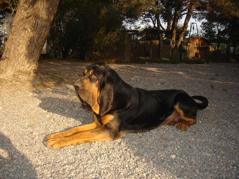 Vicomte de la Colline du Bosc