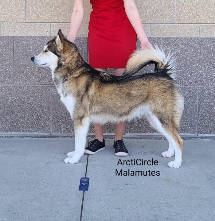 ArctiCircles Chance Blamed Fate