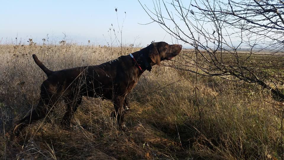 Monroe Del Cakic