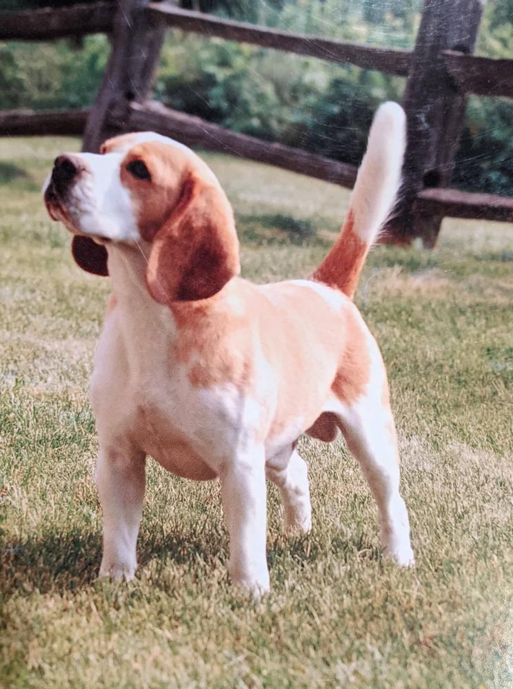 Fox Hill's Red Baron
