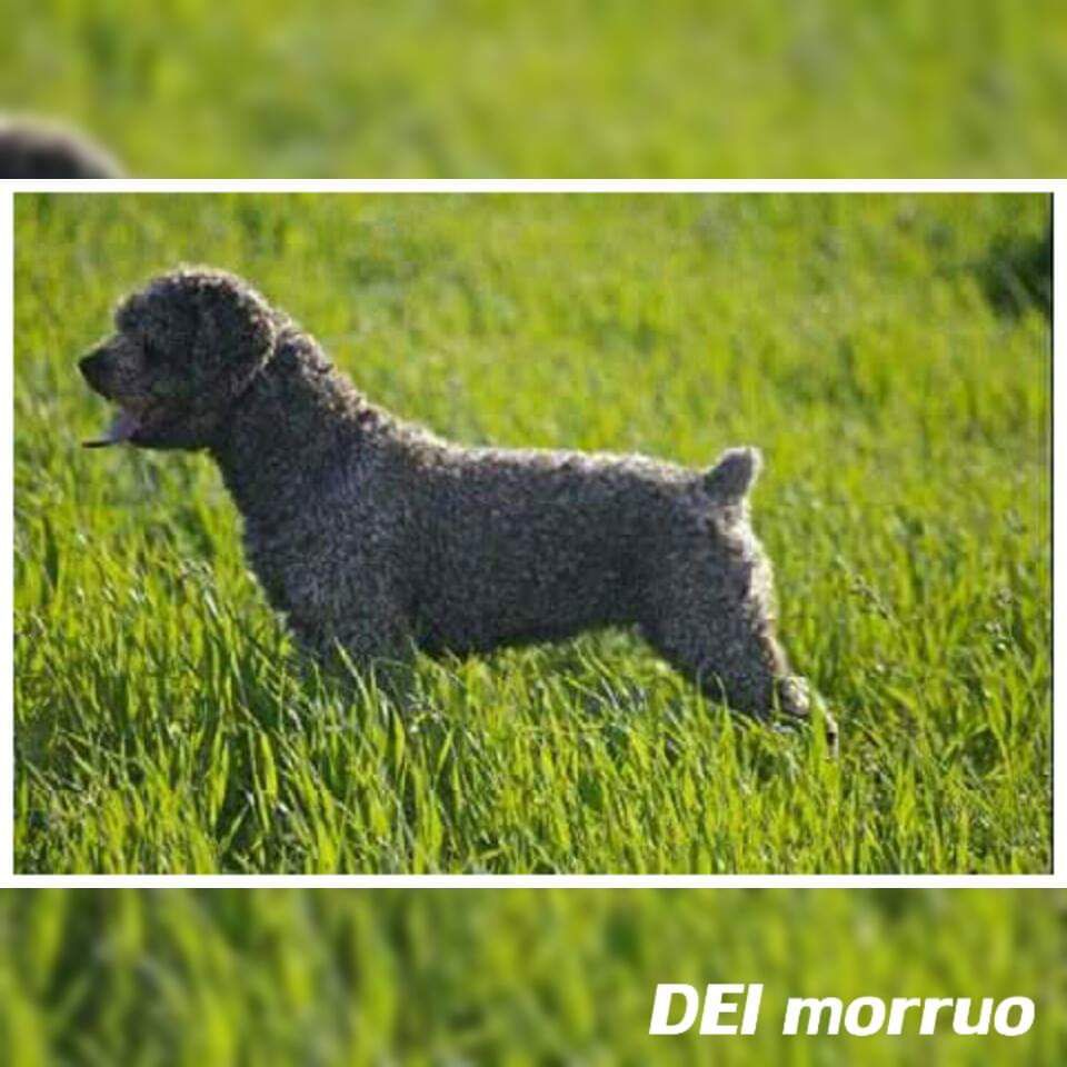 Rumba del Morruo
