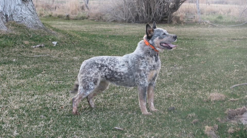 6 Pk Roxie Wil Sor