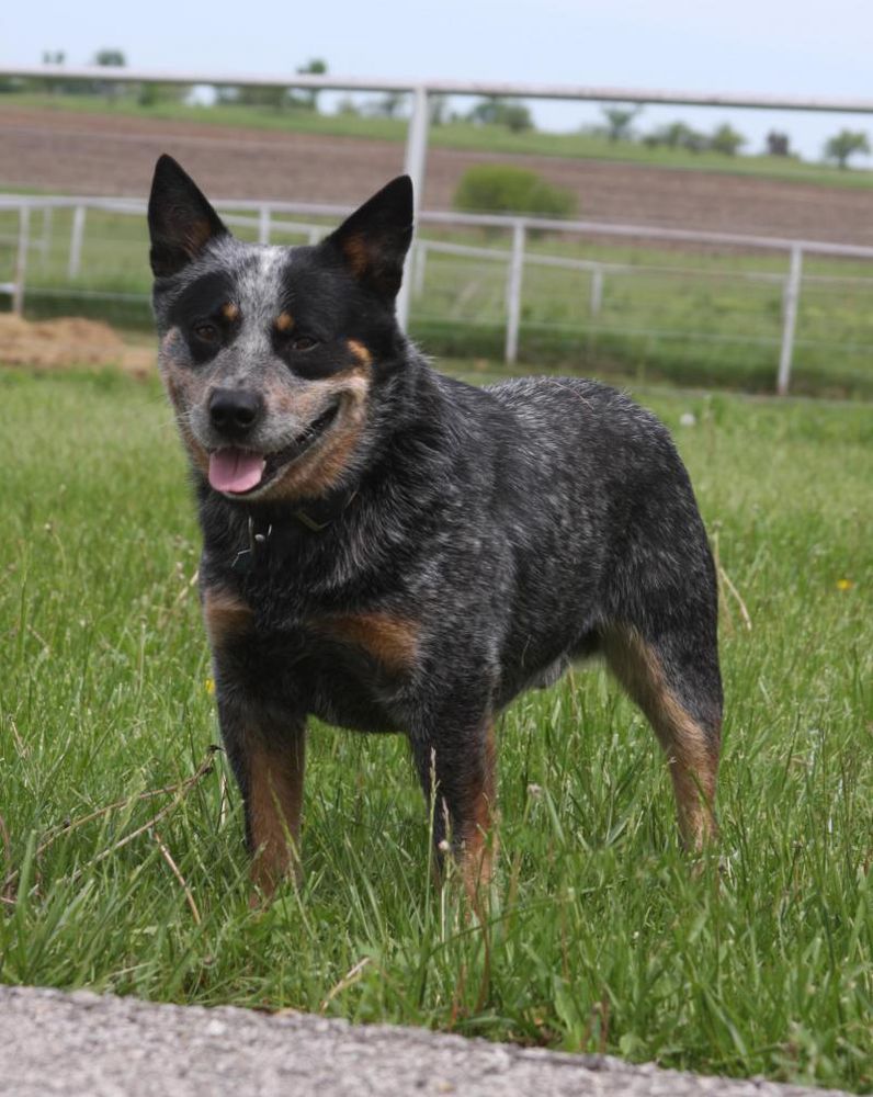 Shadybrooks Lakota Blue Badger