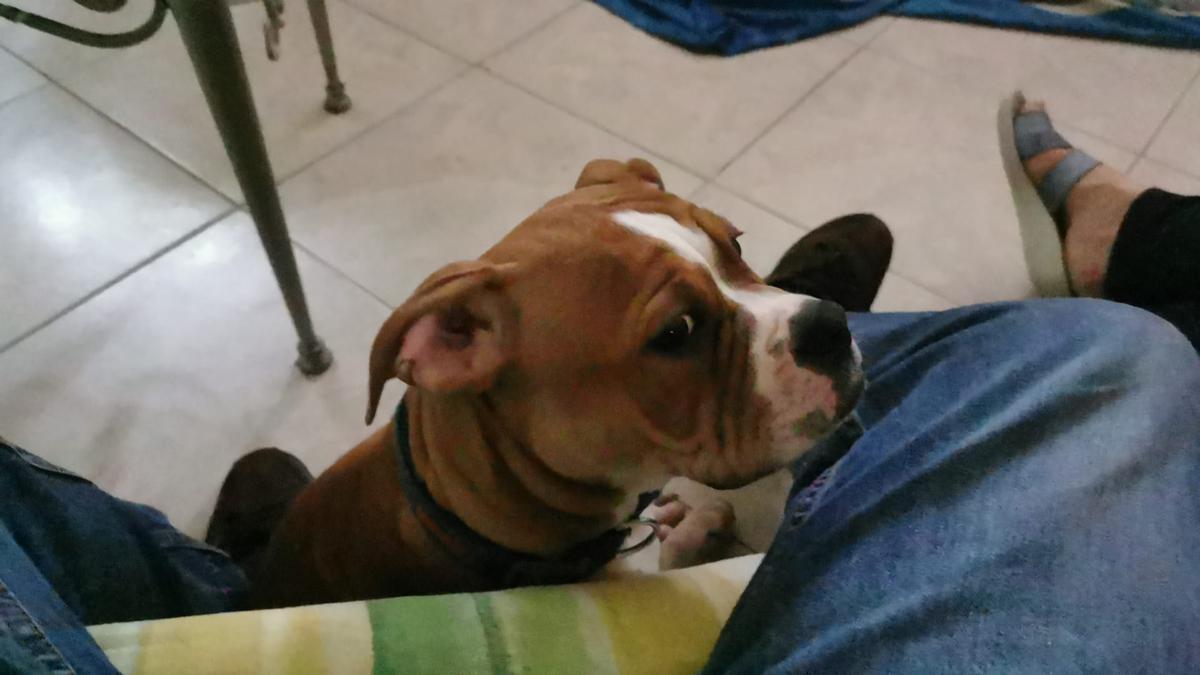 RadosnayaBulls Kyra aka Bella