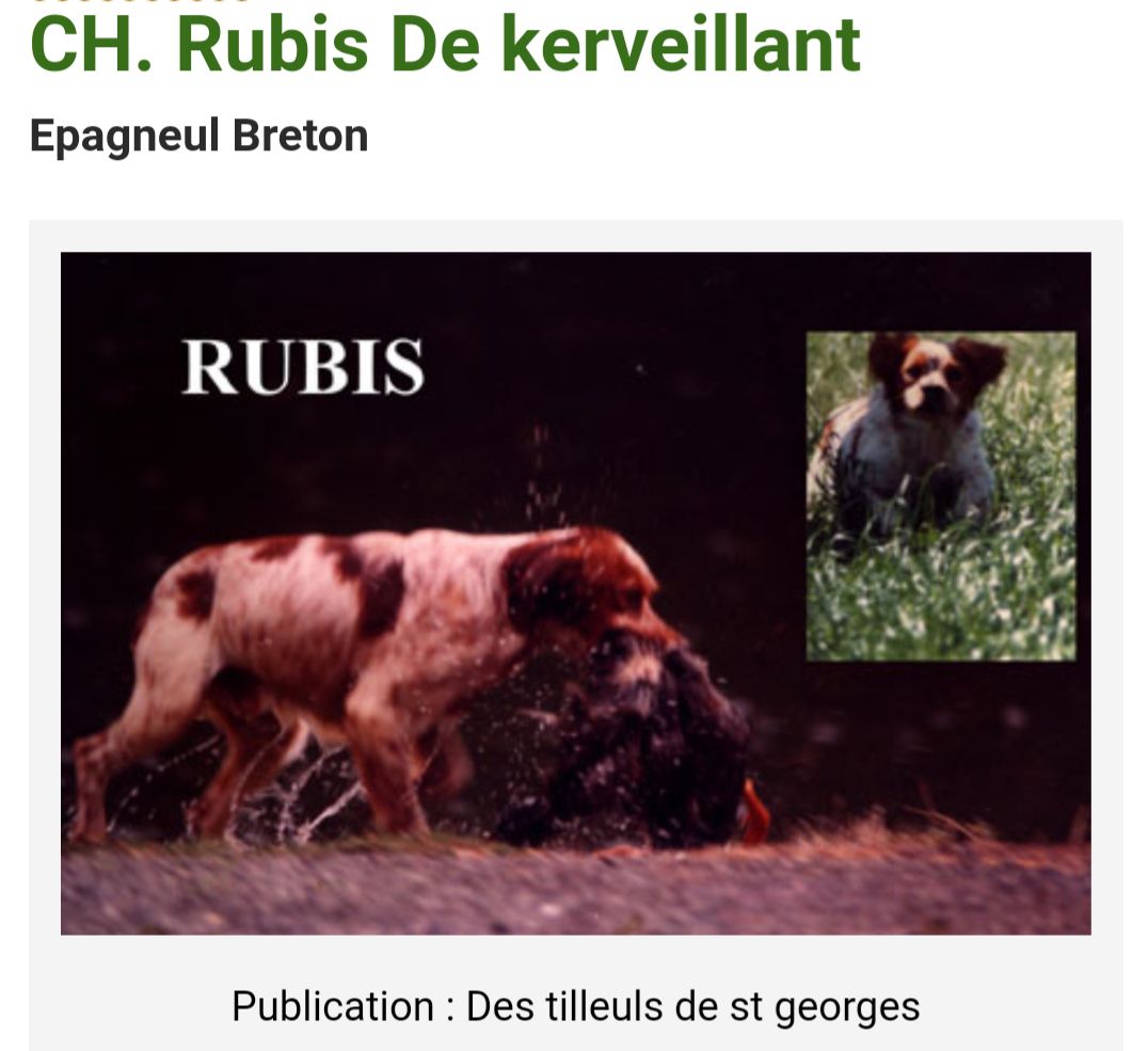 RUBIS de Kerveillant
