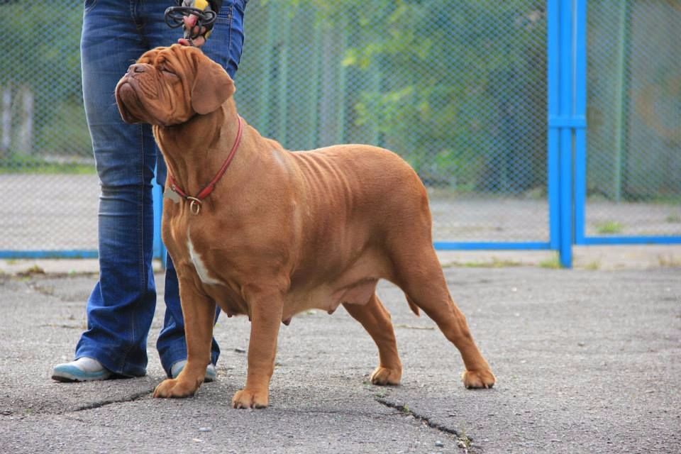 Dorsdorf Carmen
