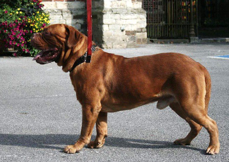 Garmani