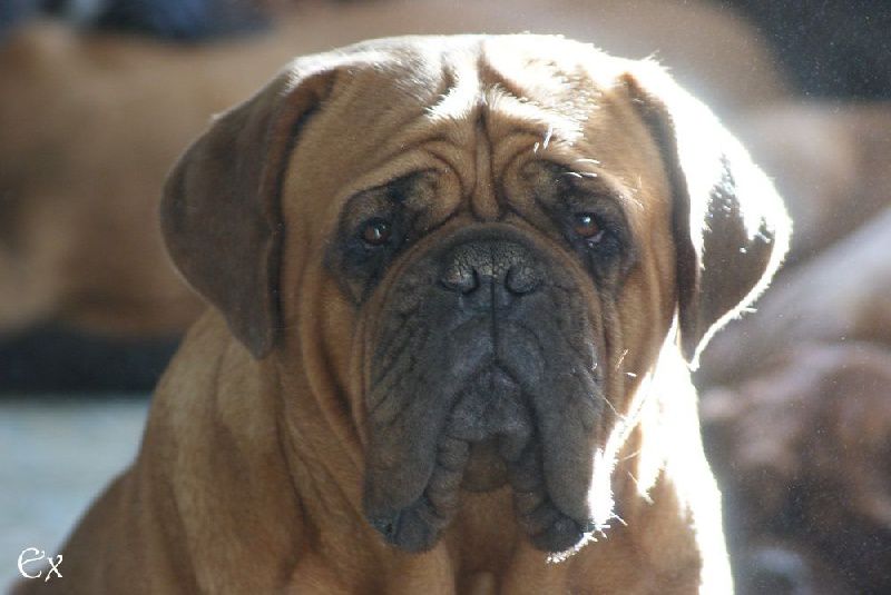Zen-a ex cubile lamia