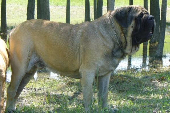 The Dog Of War Orpheus