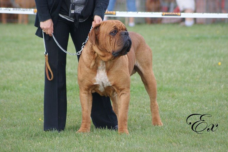 Enzo t de la croix d'occitanie