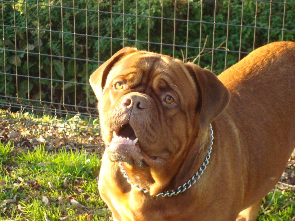 Lollypop van't bulscampvelt