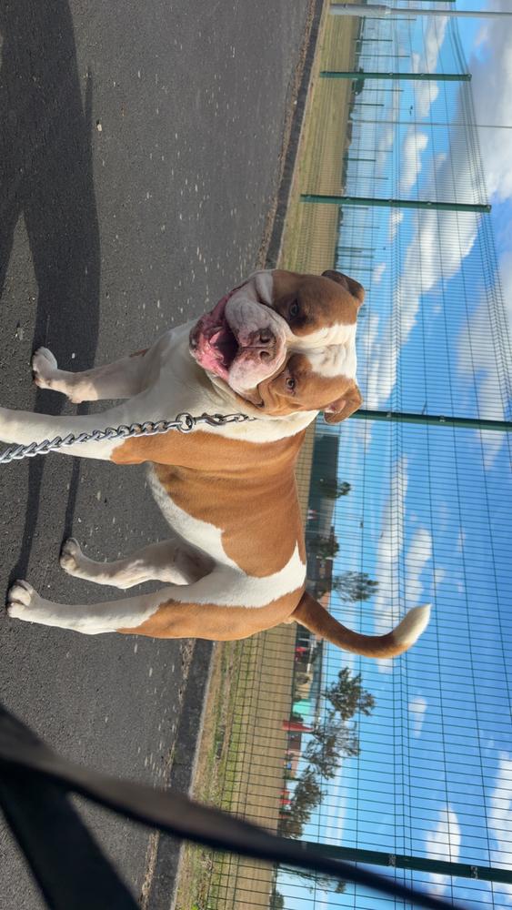 Newcastle Bullies Cali of Xianely Kennels