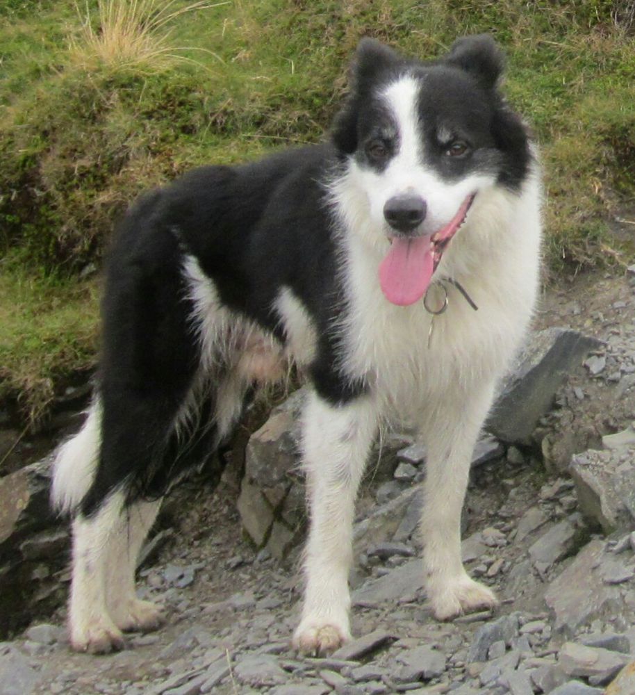 Killiebrae Angus