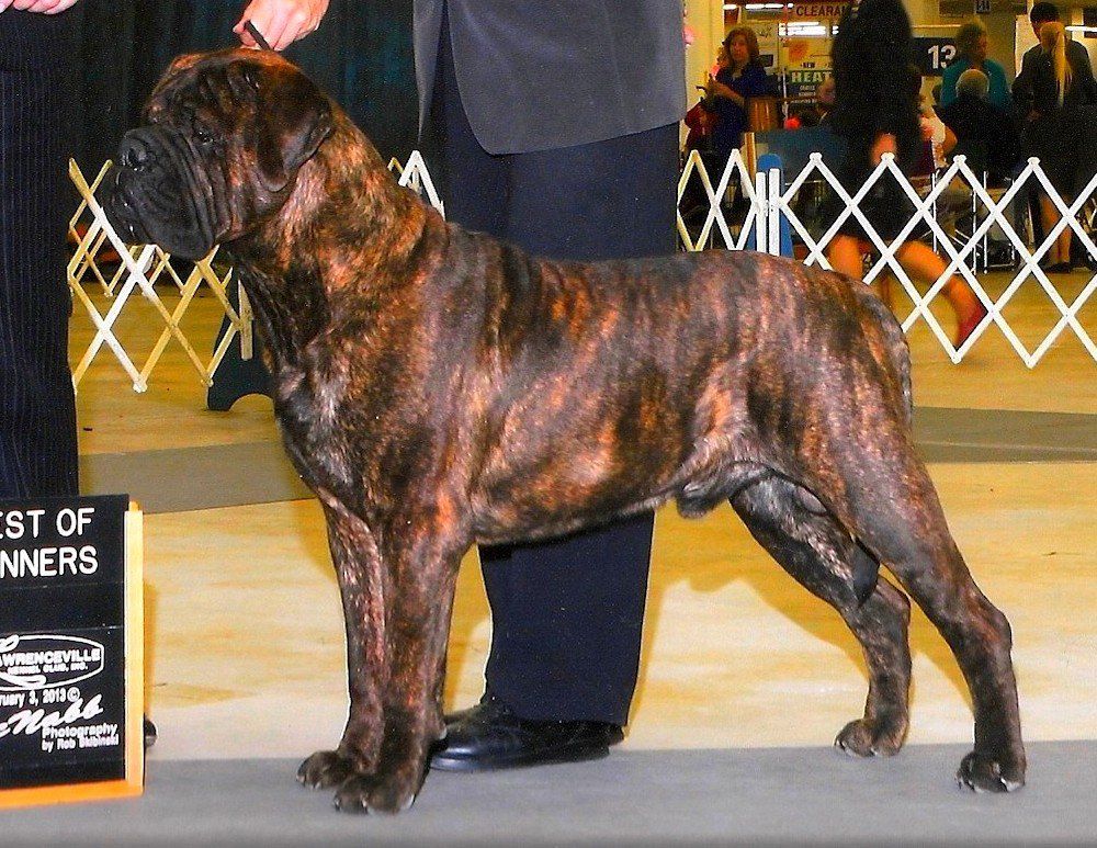 Bandog's NIGHT TRIPPER