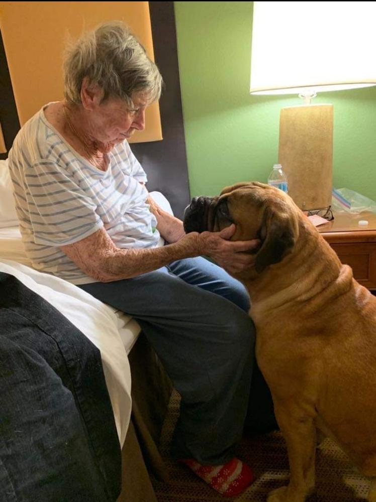 Bandog's HERE COMES THE SON