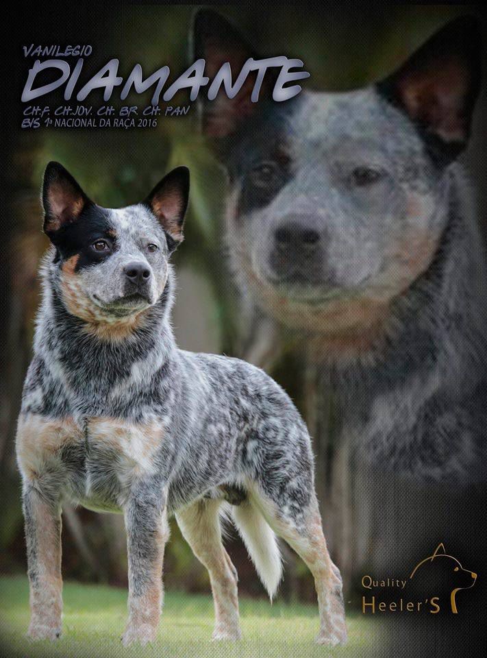 VANILEGIO DIAMANTE