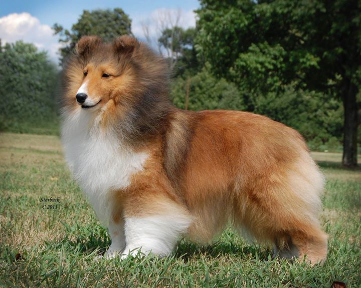 Lynphil's Bellissima