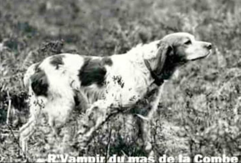 R'Vampir Du Mas De La Combe