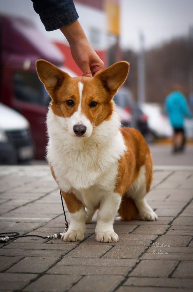 Winner Hund Jorjjetta