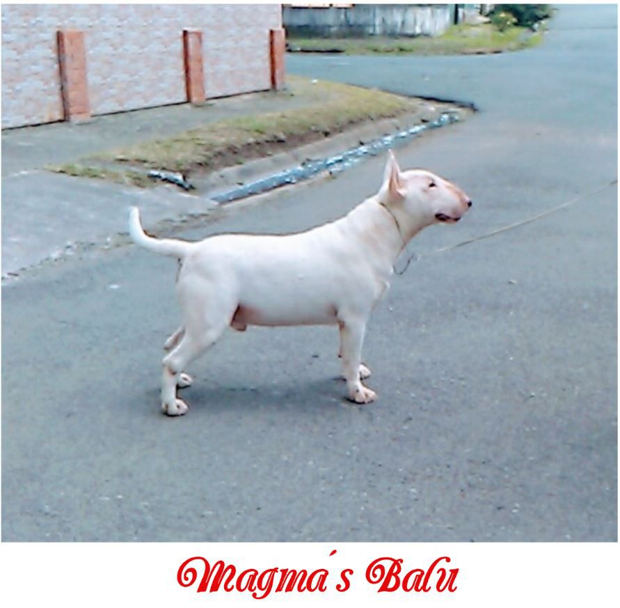 Magma´s Balu