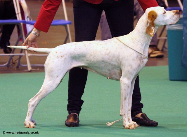 Pawprint Cool White Victory