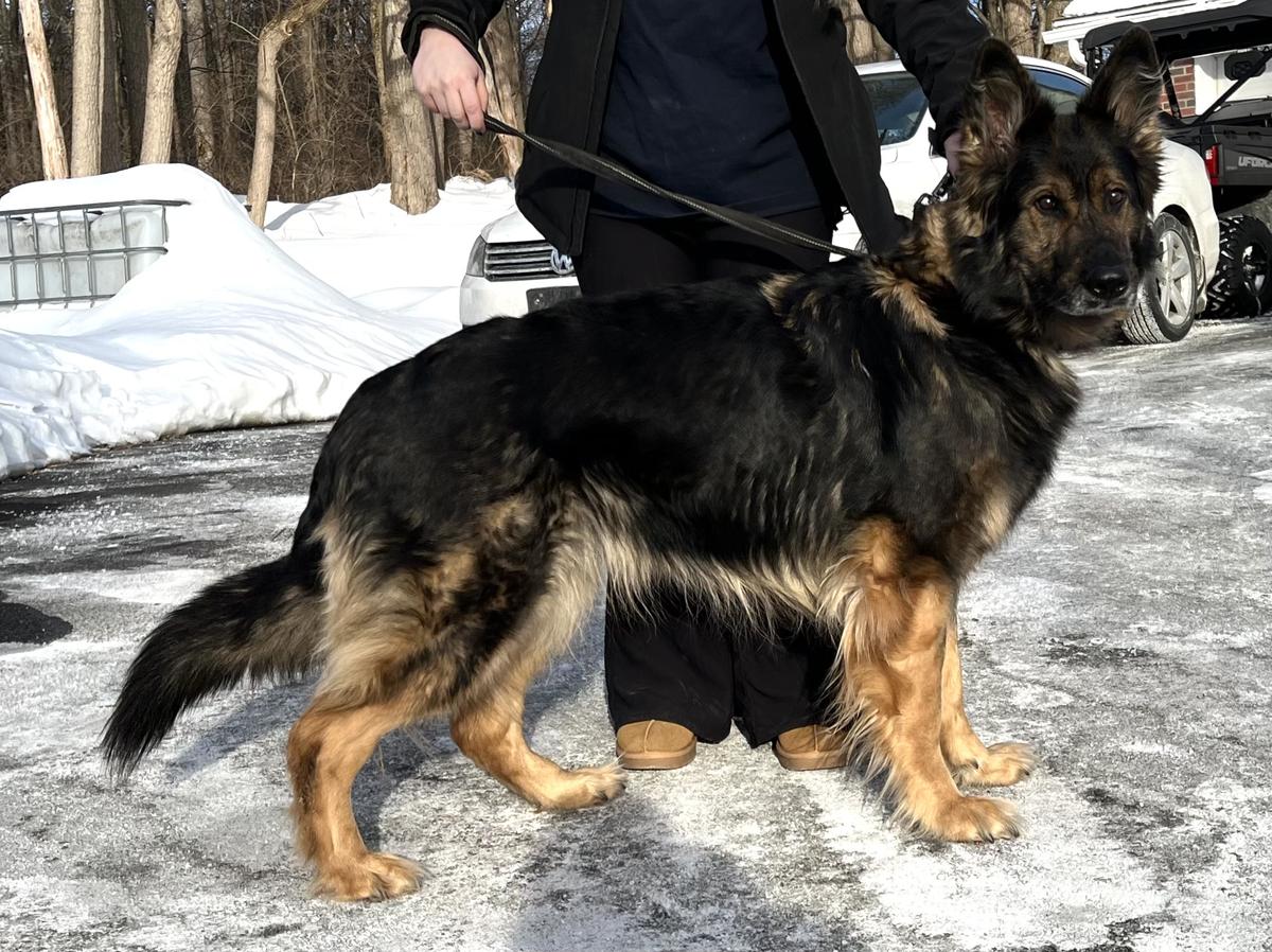 VMH’S Koda