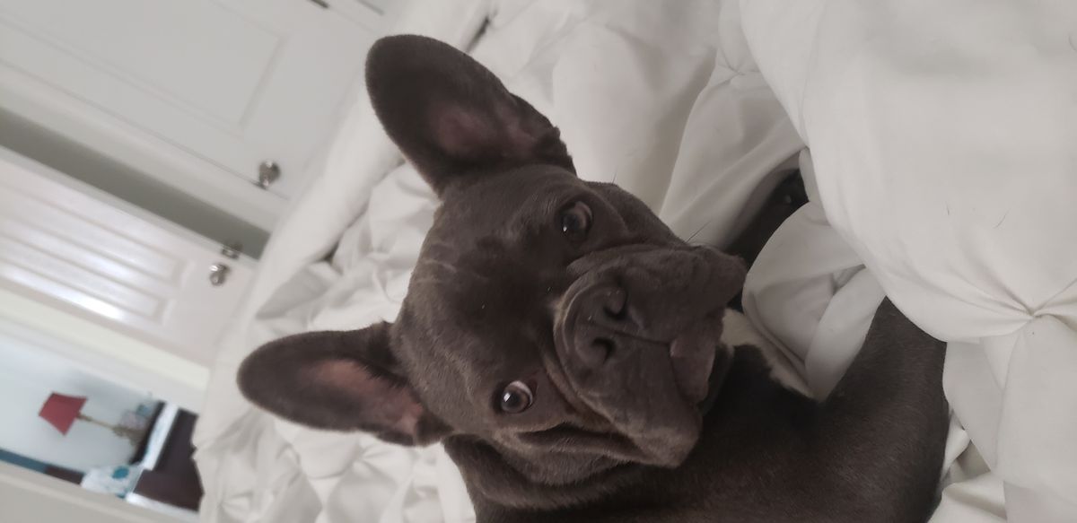 Gomez Perez's Bella