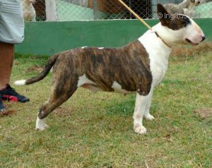ANABRUM MIKSCHE BULL BALDER