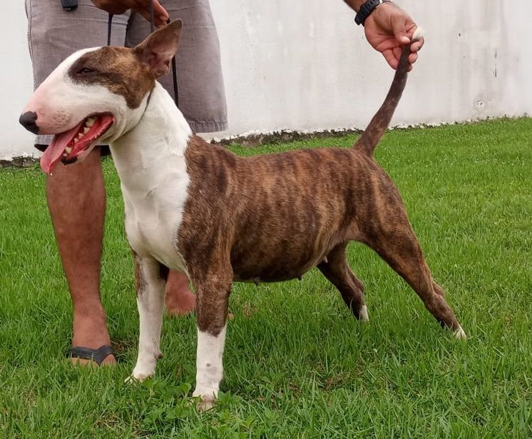 POTENCIA DO BULL GAMORA