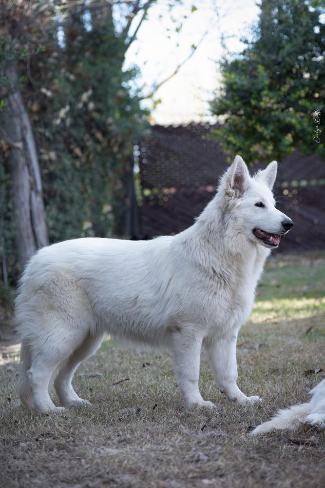 Reina Sunka Zeichen Von Wolf