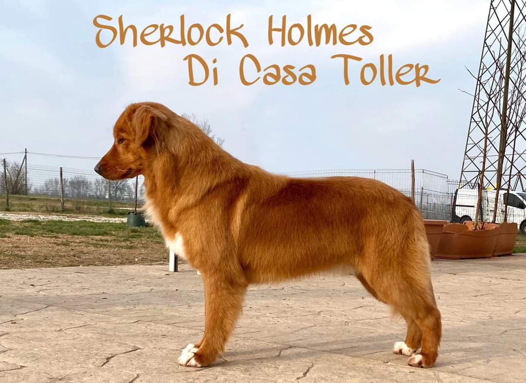 Sherlock Holmes Di Casa Toller