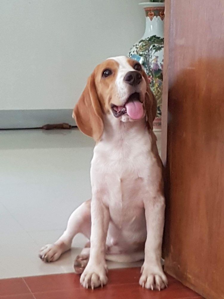 Scooby