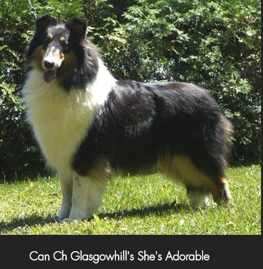 Glasgowhill's She's Adorable