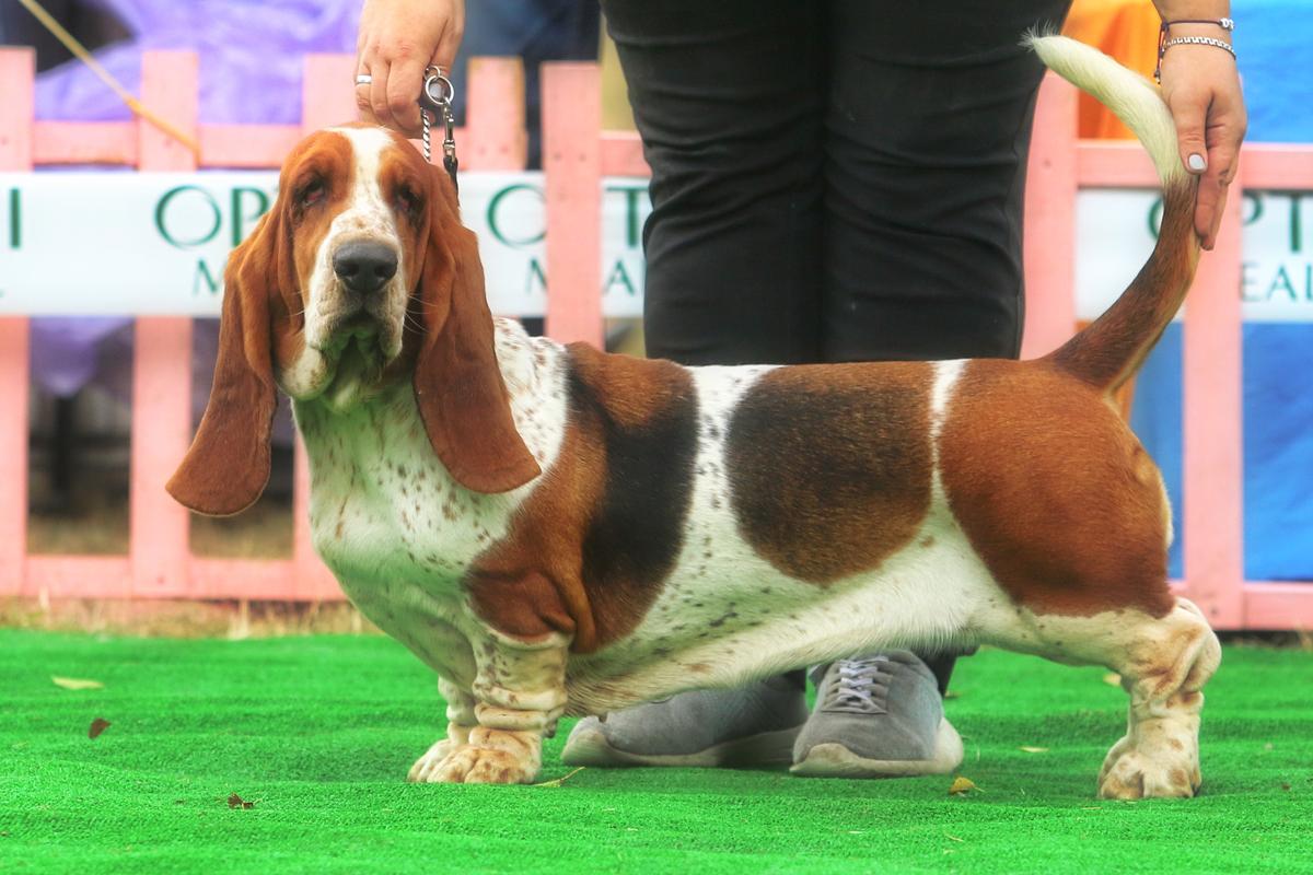 ISABEL CHAMOMILE LONG CASTLE HOUND