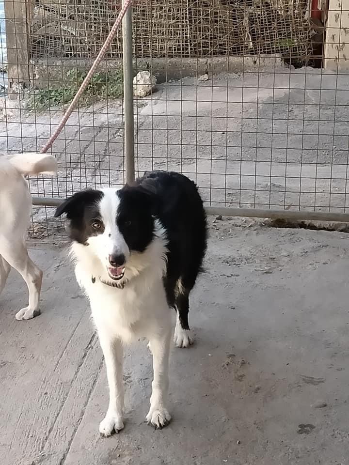 Joli Cropaws Kennel