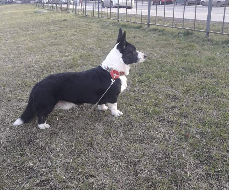 Aldo di Rocky