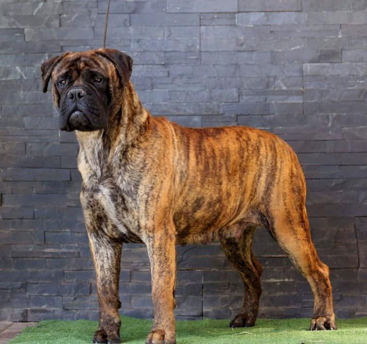 Hakabulls Toka Natua Copperbull´s