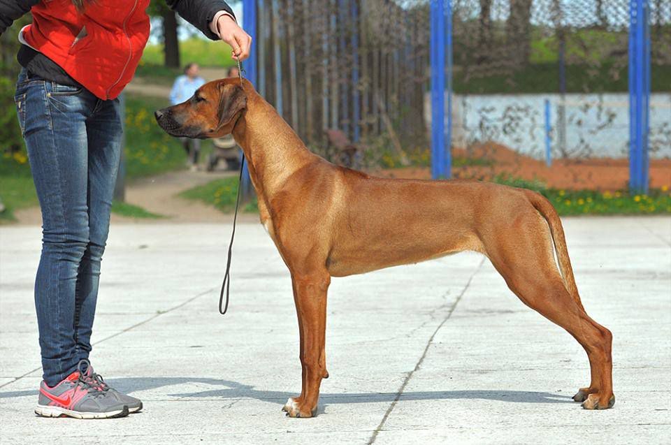 Tsarina Clever Brave