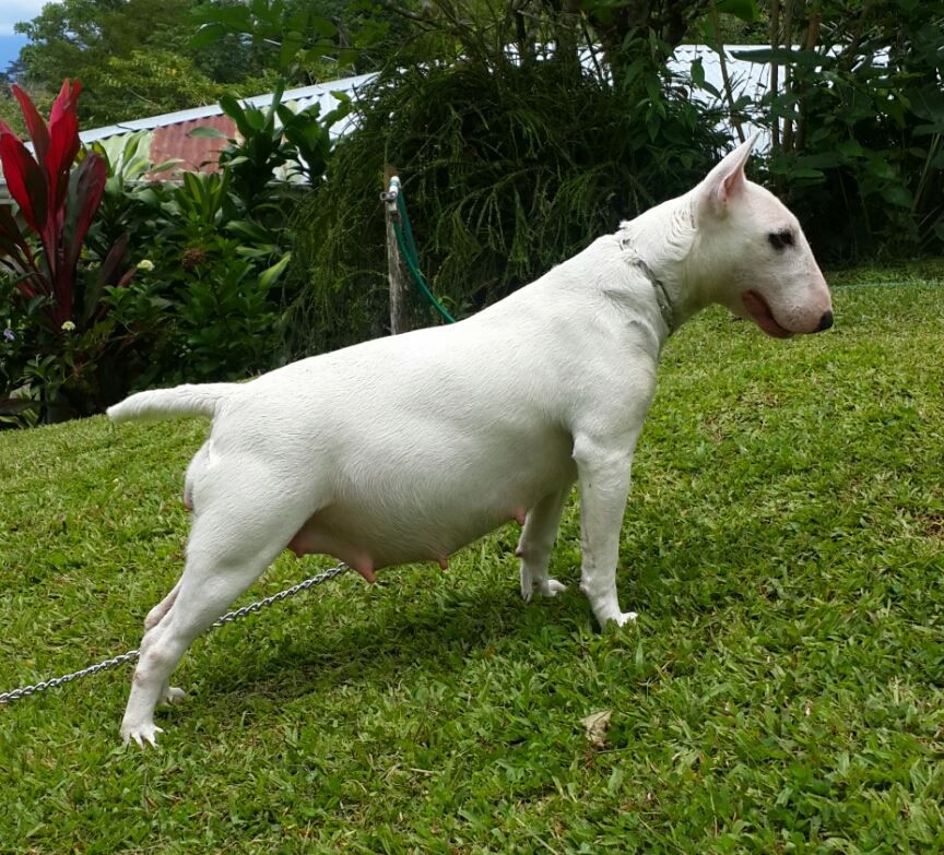Kivu(kibani)