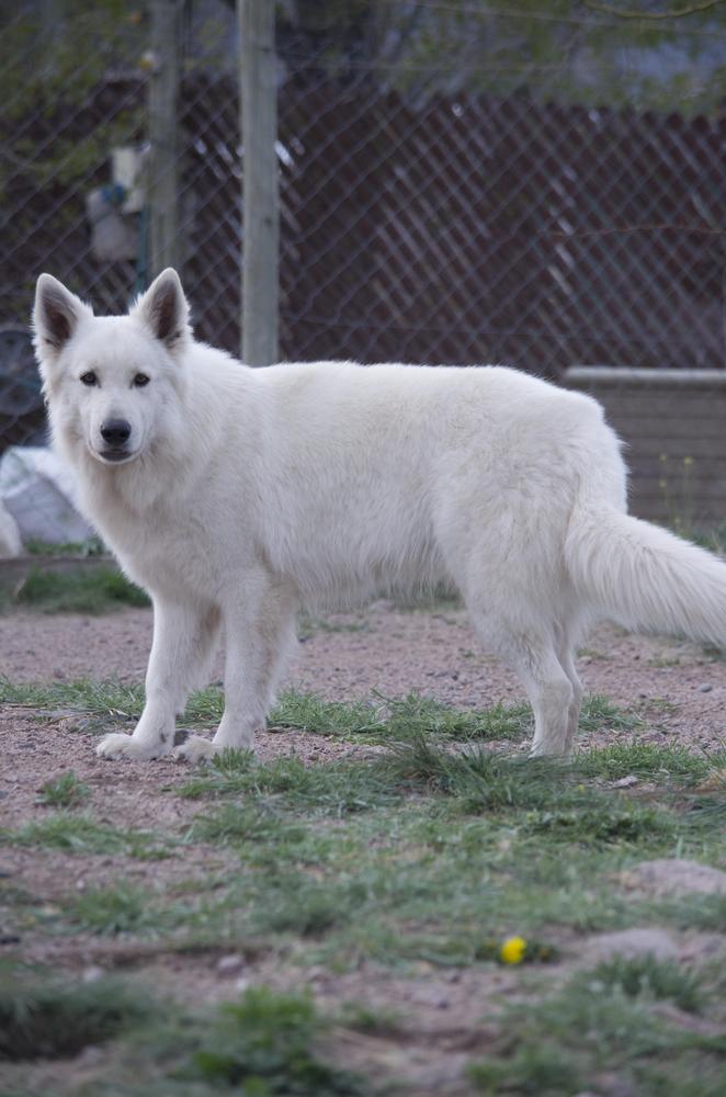 KARDIA DE ESCORPIO Mountain Wolves