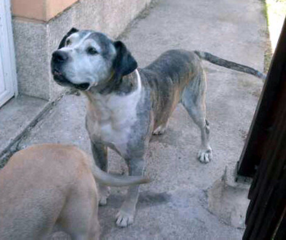 ATHOS DE KING ZULU