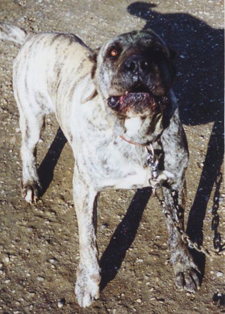 CHOTO DE KING ZULU
