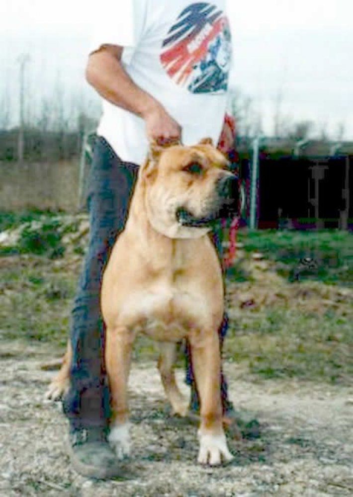TIBERIO DE ATLAS ASIO