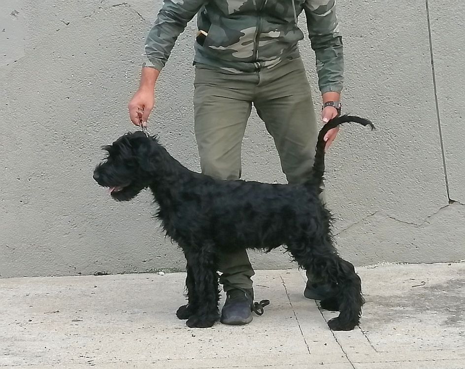 Arrayán de los Manassevitz
