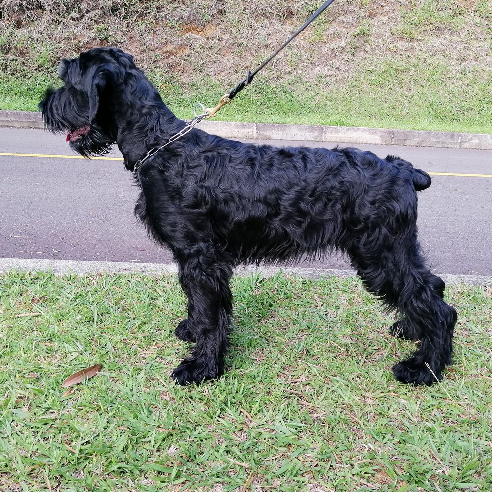 Abril de los Manassevitz