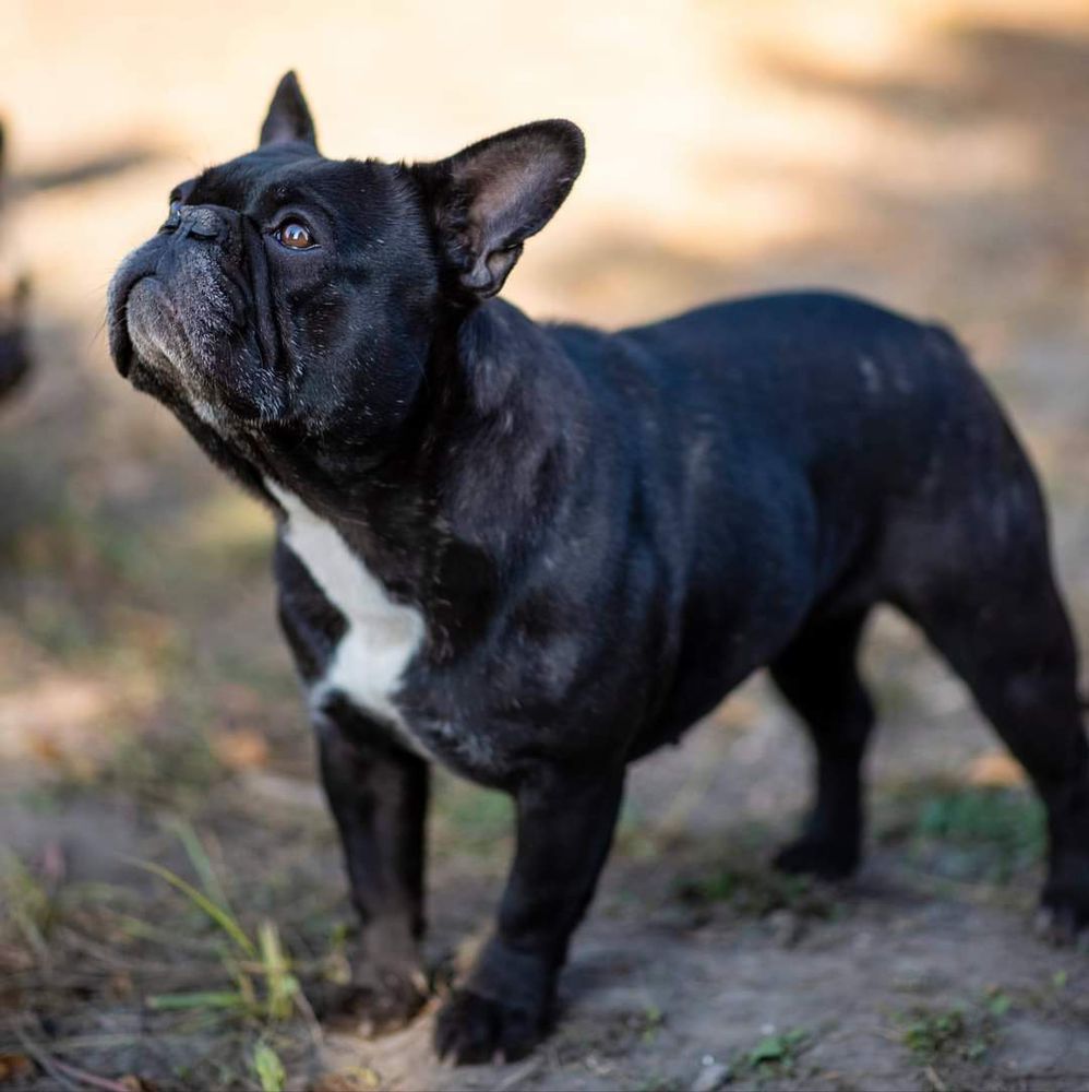 Medina Royal Bulldog's Amira